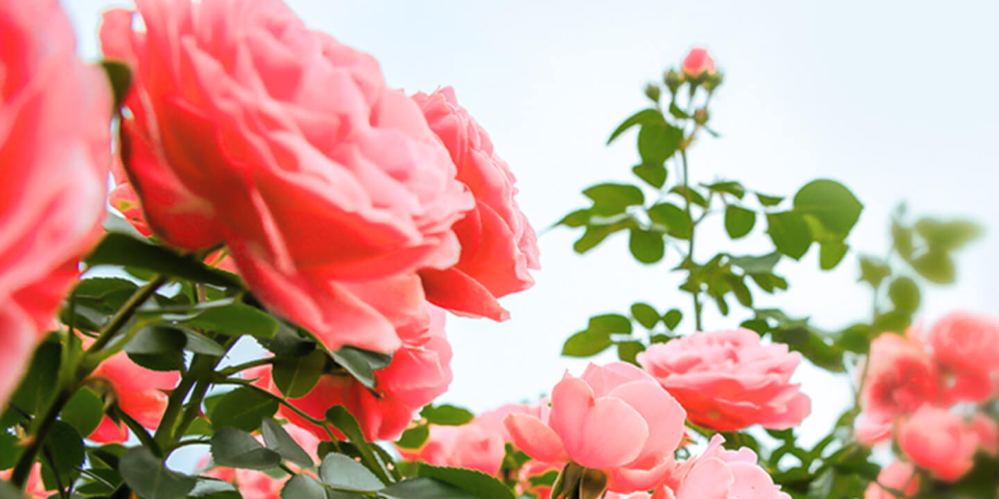 В Ботаническом саду розы зацвели раньше срока